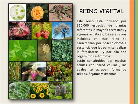  Mauá Pequena: Uma Aventura Vegetal que Explica as Flores e os Frutas