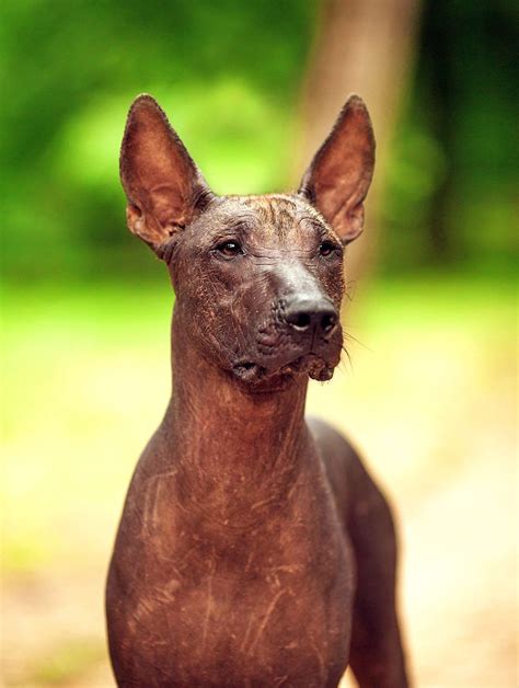  Xoloitzcuintli:  An Ancient Dog With Mystical Powers Guiding Souls Through the Underworld!