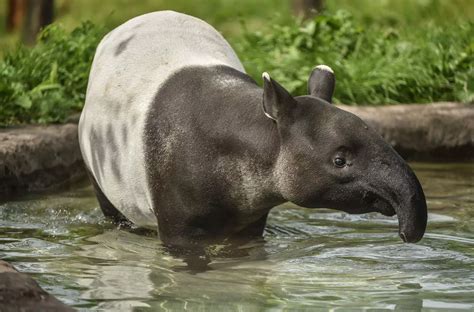  Xuxu the Tiny Tapir Explores the Power of Perseverance and Accepting Difference!