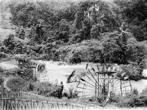  A História da Árvore de Prata: Uma Viagem Misteriosa Através da Natureza Vietnamita!