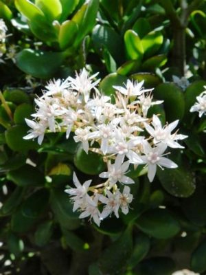  A Princesa Flor de Jade! Uma Jornada Fascinante Através da História Mexicana