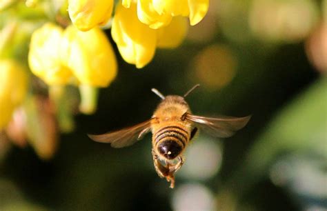  O Reino das Abelhas Dançarinas - Uma Alegoria sobre a Harmonia da Natureza?