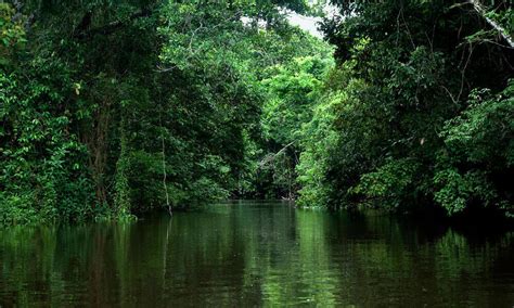  Pé de Serra! Uma História Épica da Floresta Amazônica no Século IX