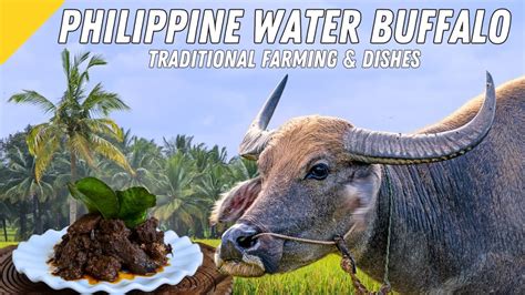  Quest for the Golden Carabao! Exploring Filipino Folklore Through a Twentieth-Century Tale