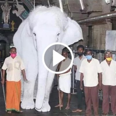 The White Elephant – A Majestic Tale Embracing Karma and Royalty!