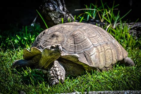  Why Does The Tortoise Whisper? - A Tale of Wisdom, Deception, and Unexpected Triumph!