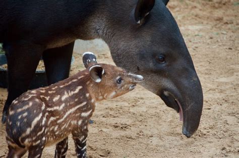  Xuxu the Tiny Tapir Explores the Power of Perseverance and Accepting Difference!