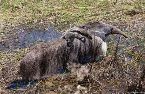  Zacarias, o Fazendeiro que Falava com os Animais: Uma Jornada Através da Natureza e da Empatia Brasileira